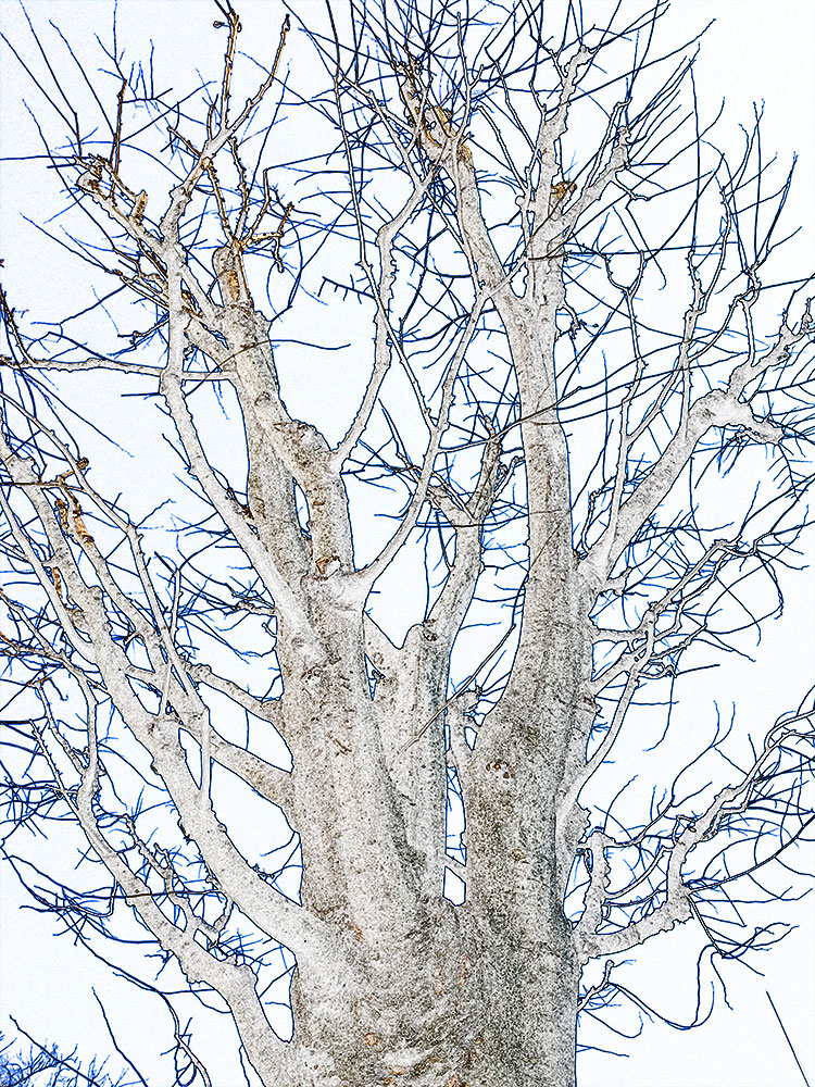 冬枯れの木の写真