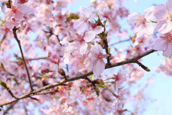 河津桜の写真